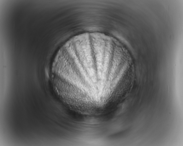 X0000088180062200705292000