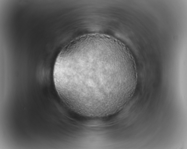 X0000088180066200705292000