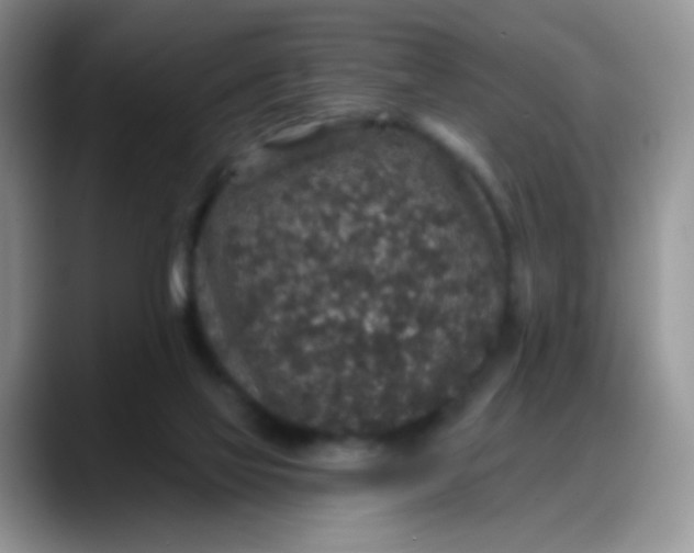 X0000088180069200705292000