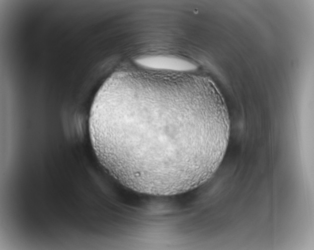 X0000088180070200705292000