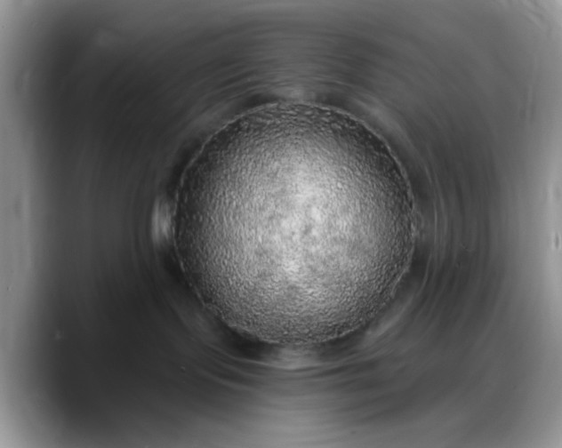 X0000088180095200705292001