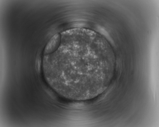 X0000088180110200705292000