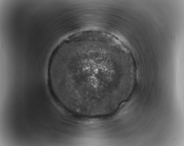 X0000088180438200705291955