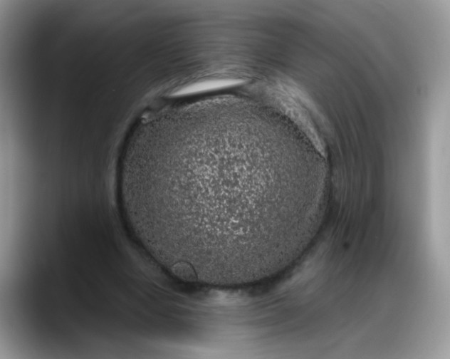 X0000088180442200705291955