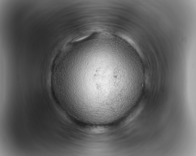 X0000088180445200705291955