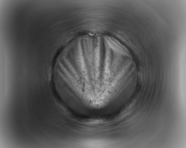 X0000088180458200705291955