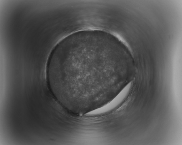 X0000088181173200705291946