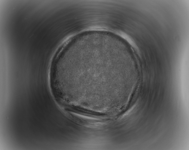 X0000088181237200705291945