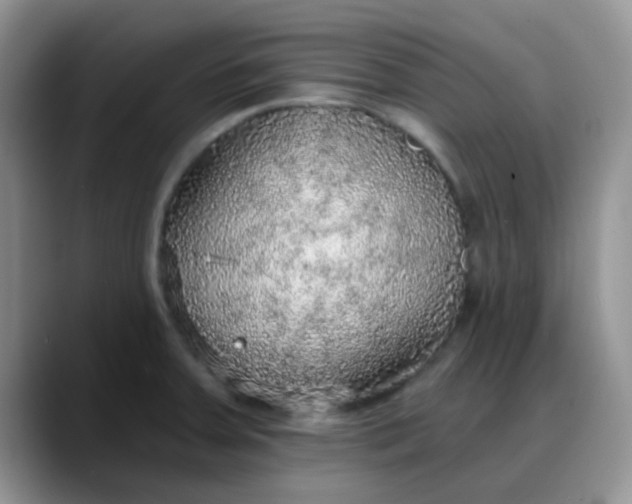 X0000088181379200705291943