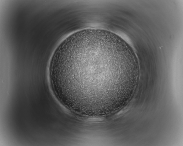 X0000088181440200705291943