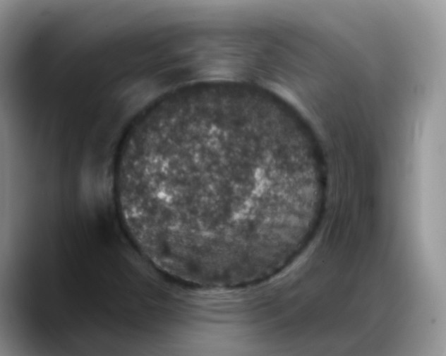 X0000088181450200705291942