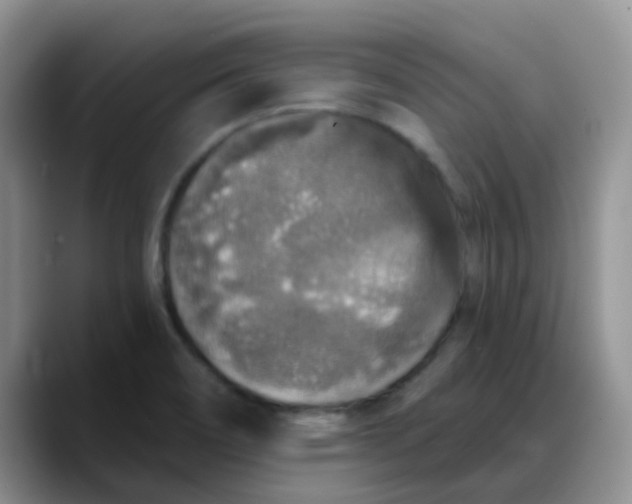 X0000088181466200705291942