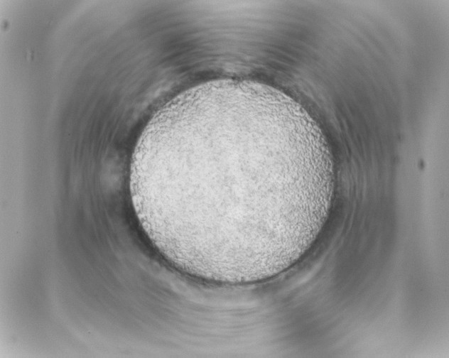 X0000088180032200706051153