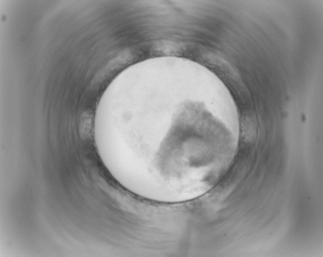 X0000088180036200706051153