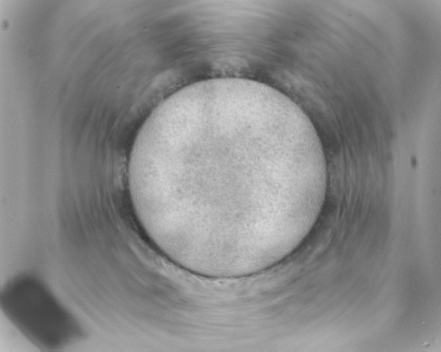 X0000088180038200706051153