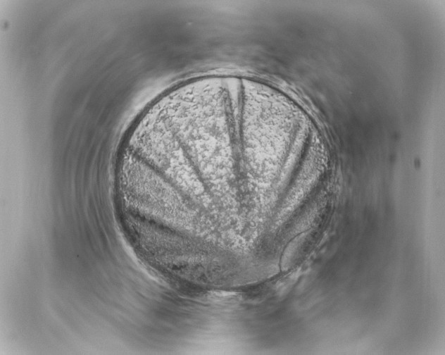 X0000088180055200706051152