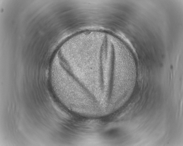 X0000088180063200706051152