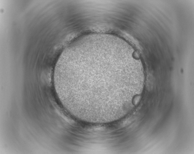 X0000088180065200706051152