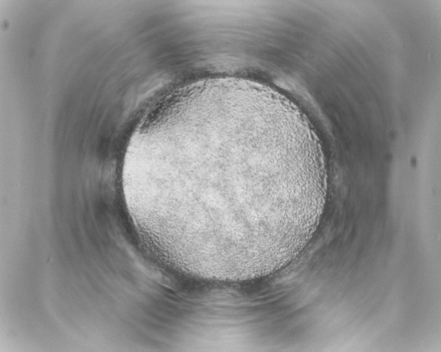 X0000088180066200706051152