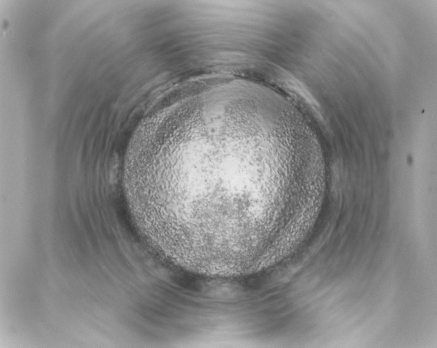 X0000088180073200706051152