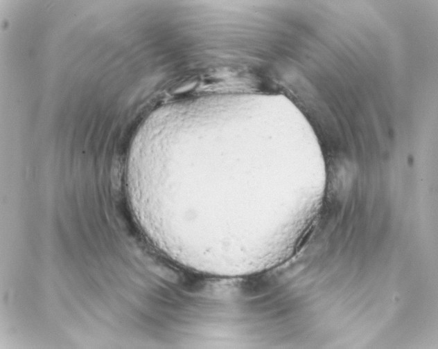 X0000088180078200706051152