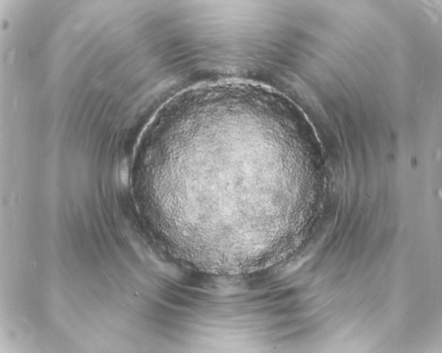 X0000088180095200706051152