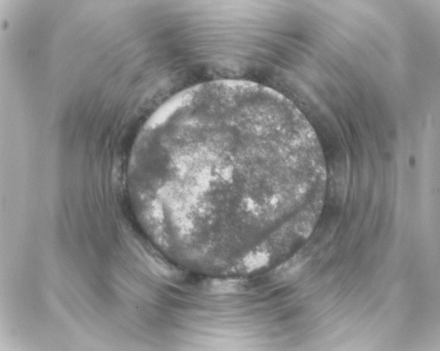 X0000088180134200706051151