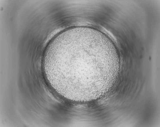 X0000088180155200706051150