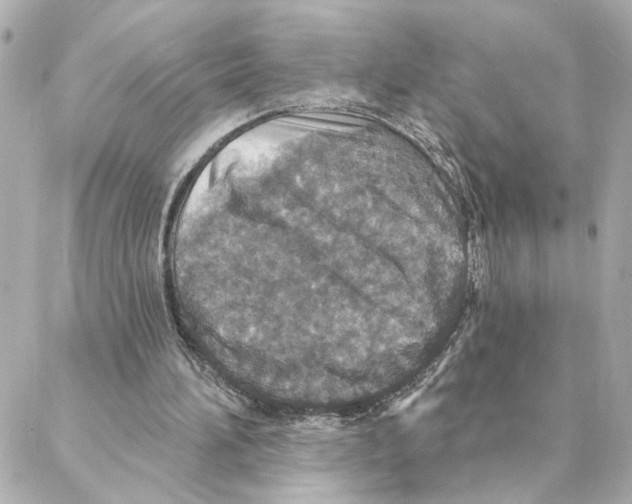 X0000088180196200706051150