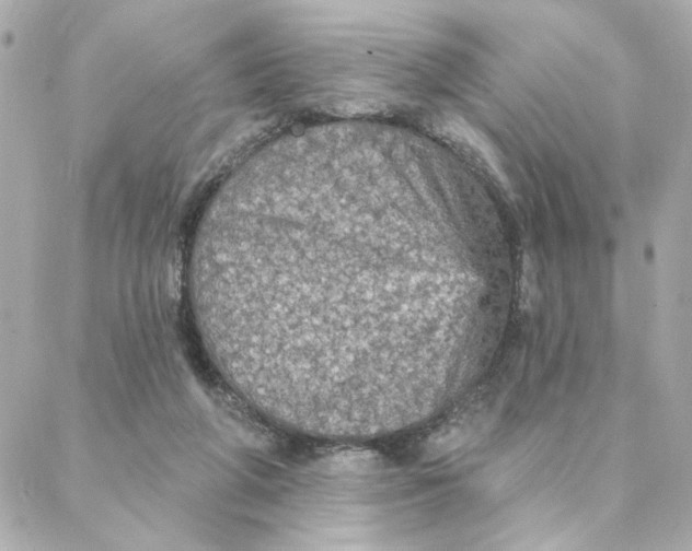 X0000088180210200706051150