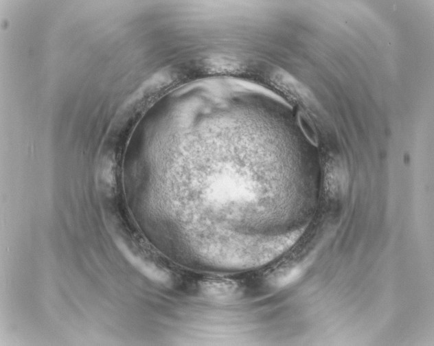 X0000088180215200706051150