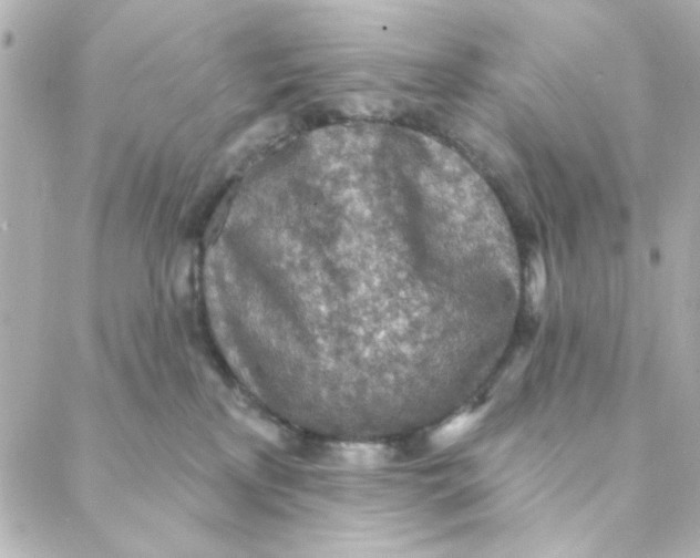 X0000088180233200706051149