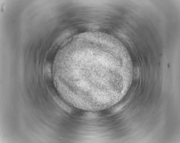 X0000088180238200706051149