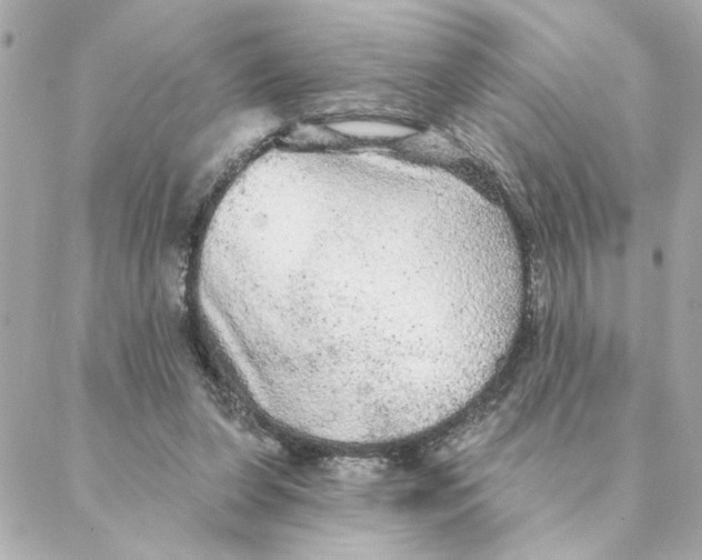 X0000088180255200706051149