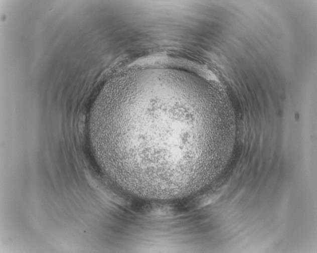 X0000088180263200706051149