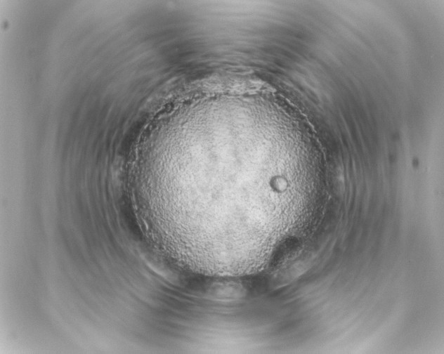 X0000088180275200706051149