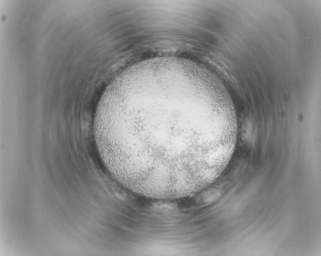 X0000088180283200706051149