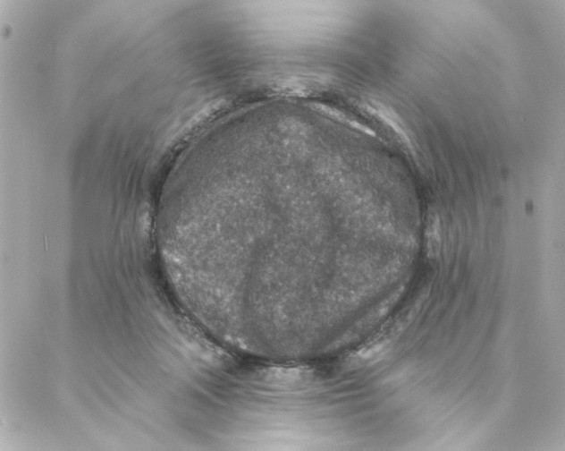 X0000088180314200706051148