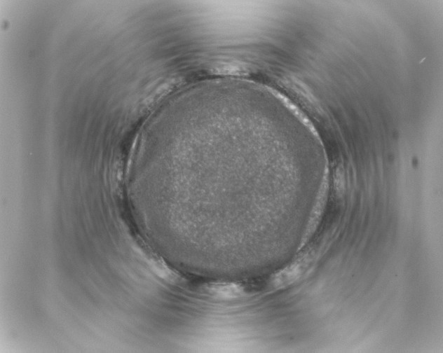 X0000088180322200706051148