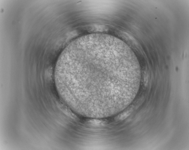 X0000088180326200706051148