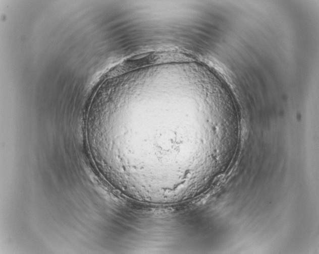 X0000088180345200706051147