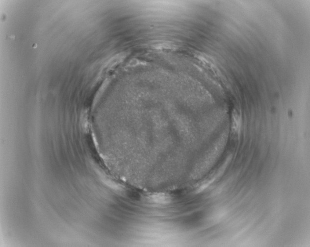 X0000088180383200706051148