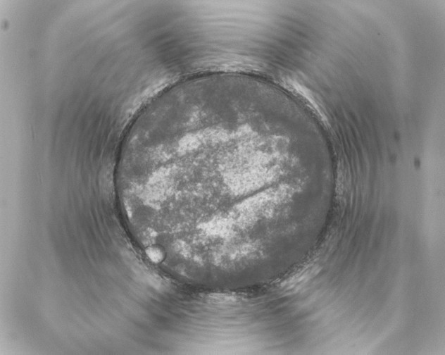 X0000088180394200706051147