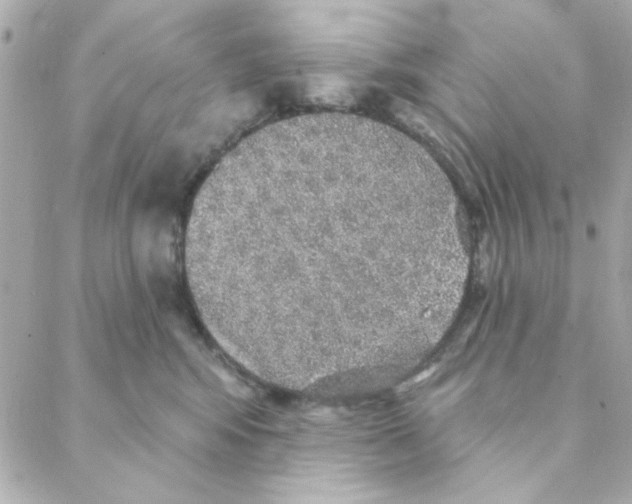 X0000088180424200706051146