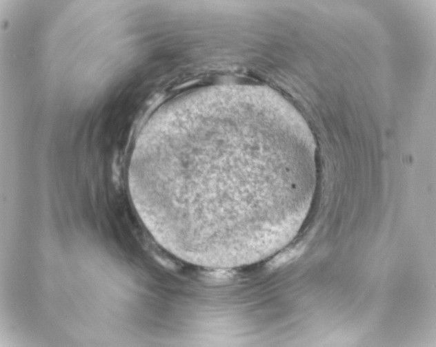 X0000088180432200706051146