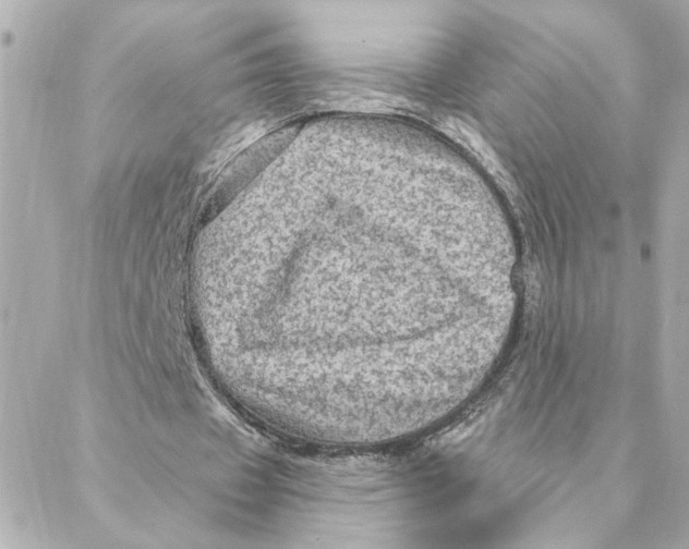 X0000088180433200706051145