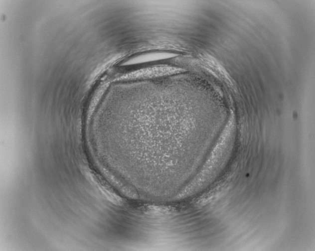 X0000088180442200706051145