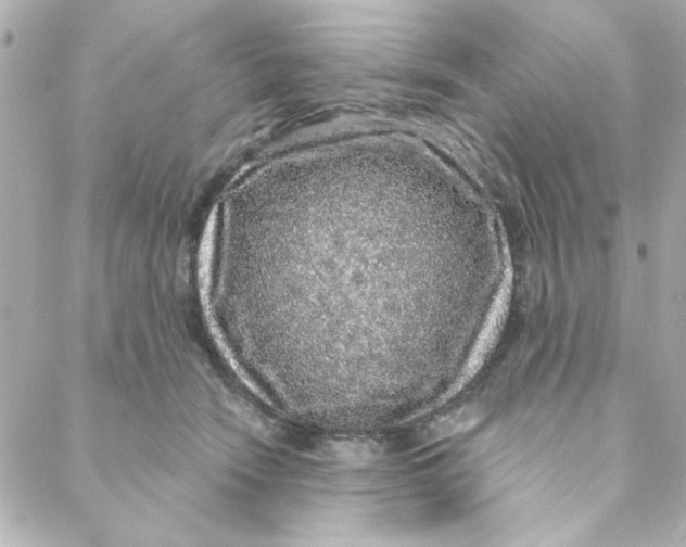 X0000088180466200706051146