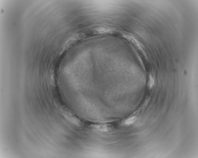 X0000088180524200706051145