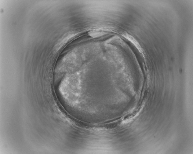 X0000088180577200706051144